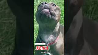 Video preview image #1 American Staffordshire Terrier-Boxer Mix Puppy For Sale in Huntley, IL, USA
