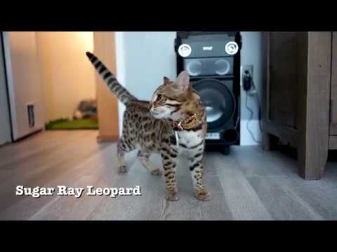 CYBORGNATION Video Series UFC 222 Episode #1