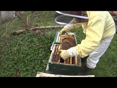 Andra yngellådan på våren