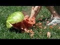 Episode 3 Watermelon Explosion Epic Slow Mo
