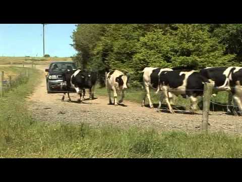 Safety Issues with Bull Beef