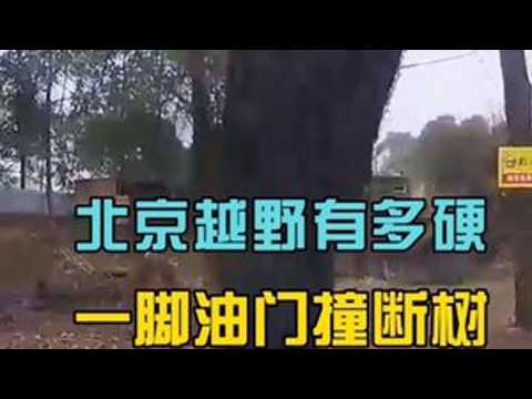 不要慌 粉丝们先笑！北京越野到底有多硬。大树都直接干断，犹如移动推土机！#我为北京越野代言#北京越野38度向上人生#BJ40增程可城可野#从北京越野到人生旷野#北京越野真实车主说