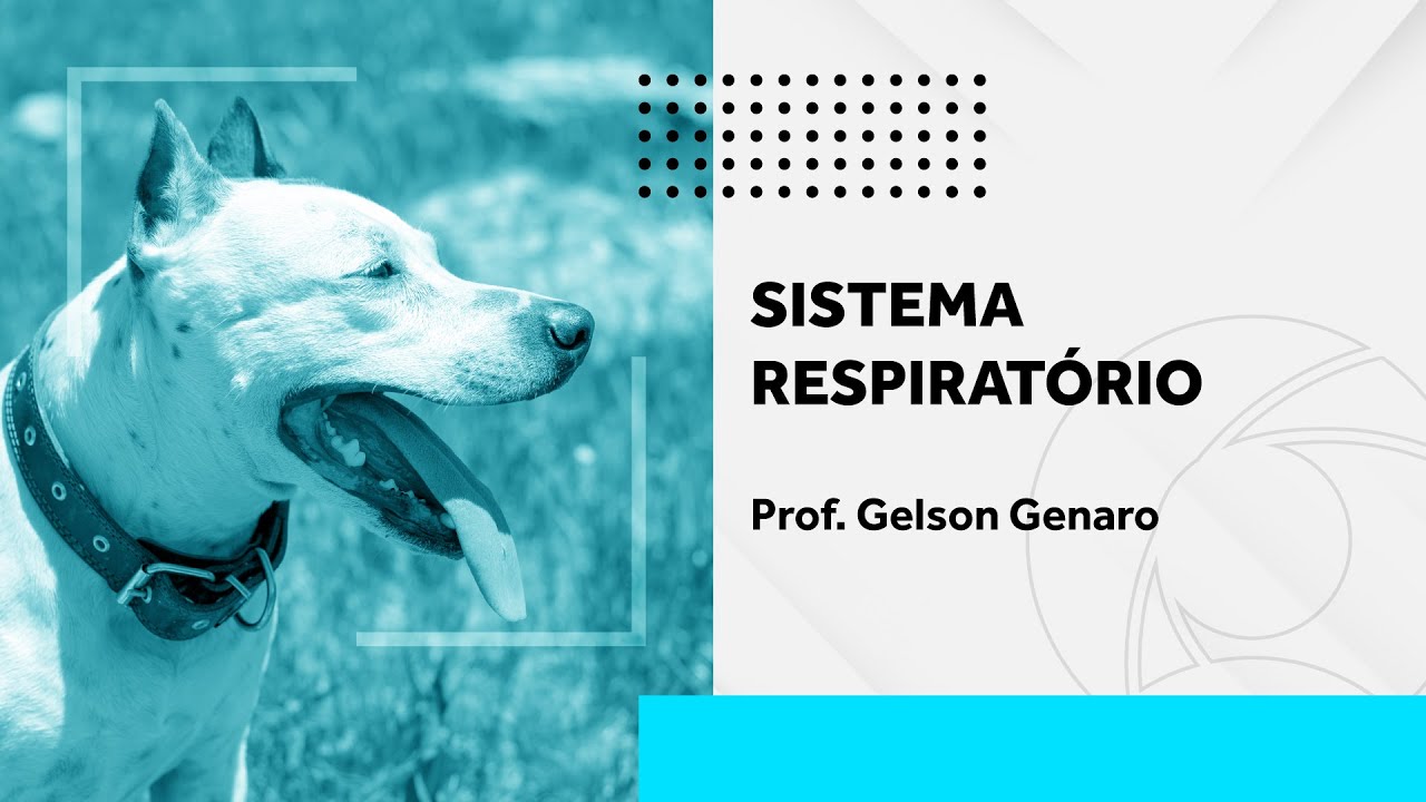 Sistema Respiratório