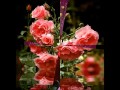 GHEORGHE ZAMFIR - The Floral Dance
