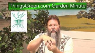 Weeds around the Roses - Things Green Garden Minute with Nick Federoff