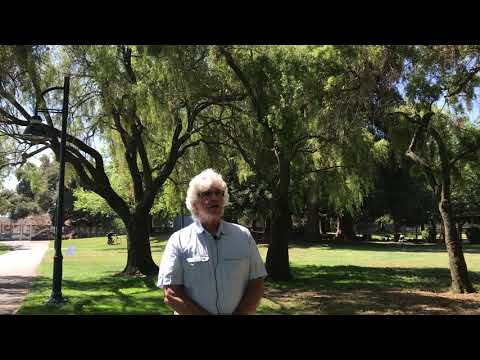 Mayten Tree (Maytenus boaria)