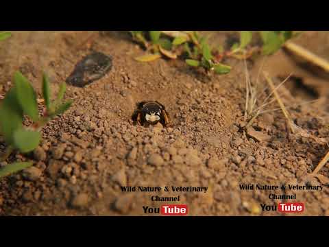 European beewolf (Philanthus triangulum).It's also called Bee-wolf, bee-killer wasp.