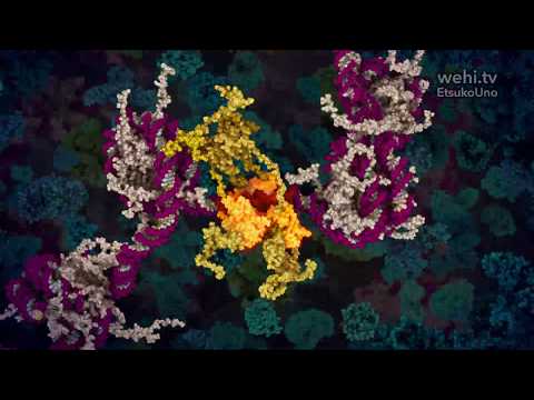 p53 Tumour Suppressor (2016) by Etsuko Uno wehi.tv