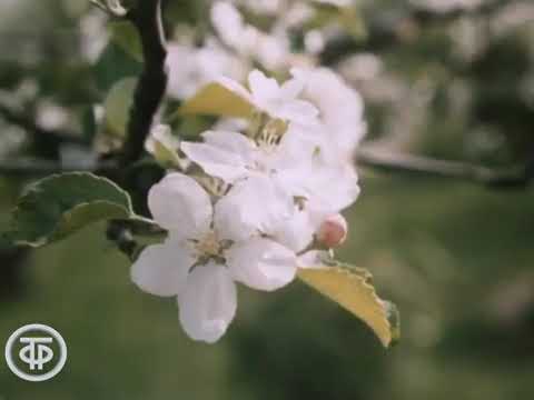 Документальный фильм «Белоруссия – республика моя» (1975). Фрагмент со "Спадчынай"  анс. "Песняры"