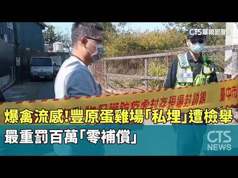 爆禽流感！豐原蛋雞場「私埋」遭檢舉　最重罰百萬「零補償」