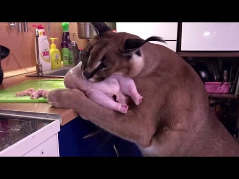 Caracal Gregory stealing Chicken (very funny cat)