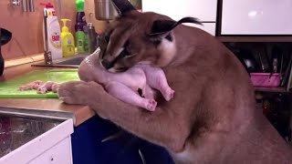 [問卦] 為什麼獰貓一直對主人哈氣??