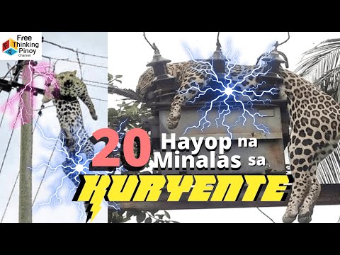 KAWAWANG HAYOP NA BIKTIMA NG KURYENTE | Animals Accidentally Electrocuted by Power Line