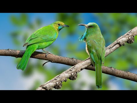 Relaxing Bird Sounds - Birds Singing in the Forest - Relaxing Bird Sounds - 10 Hours to Sleep, Relax
