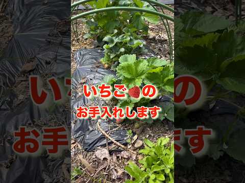いつ、どのようにイチゴを鉢に植えるのですか？有機果物の栽培を成功させるために必要なすべてをお伝えします。  庭園