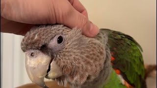 Sweet Cape Parrot Truman Gets Cuddles