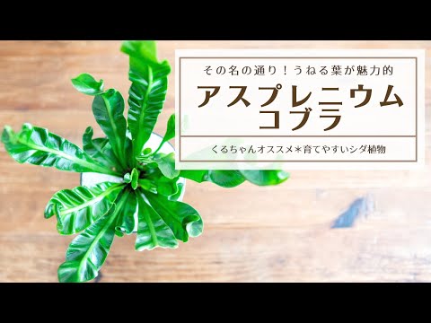 ジュエルシダ、レインボーシダ 植物