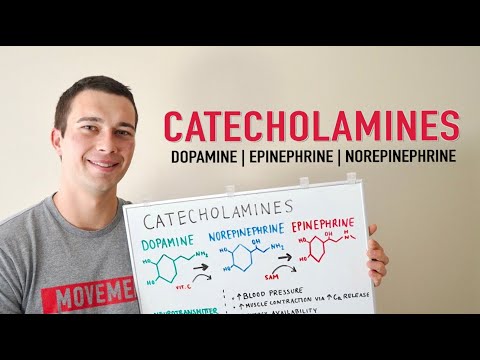 What are the Catecholamines? | Dopamine, Norepinephrine, Epinephrine | Physiology and Main Functions