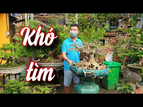 SH.6285. Khó tìm được cây Sanh quê dáng cốt cách đẹp như thế này. Đth liên hệ 0964.894.094.