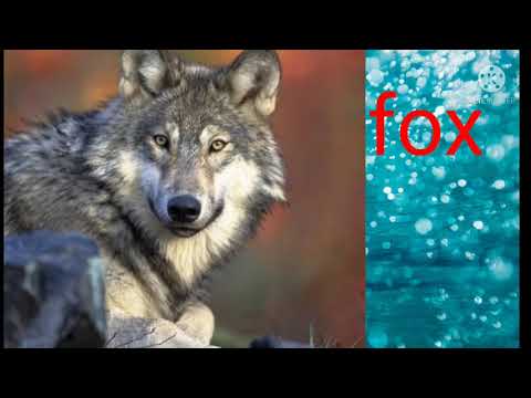 Wild animals , fun and learn with Bhavya