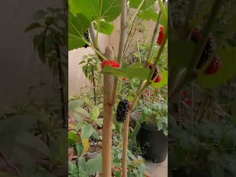 実がなる桑の木