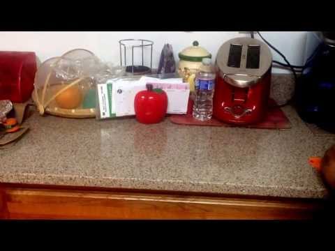 Hog Wild Toys Zip Stix in action! #tfny #tf14