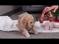 Standard Poodle dogs for sale: Lucy - Video 1