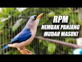 GAMPANG SEKALI DITIRU BURUNG APAPUN MASTERAN MURAI SUARA RPM RAMBATAN PARUH MERAH GACOR JERNIH JEDA