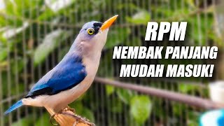 Download lagu GAMPANG SEKALI DITIRU BURUNG APAPUN! MASTERAN MURAI SUARA RPM RAMBATAN PARUH MERAH GACOR JERNIH JEDA mp3