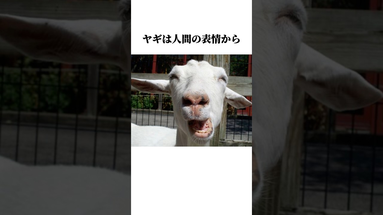 【ヤギ】の面白い雑学 #shorts #山羊 #雑学