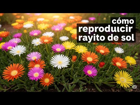 REPRODUCCIÓN DE LOS RAYITOS DE SOL / PROPAGACIÓN DE RAYITO DE SOL
