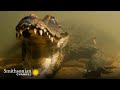 Terrifying: A Dwarf Croc Holds Its Breath Until It Attacks 🐊 Cave Crocs of Gabon | Smithsonian
