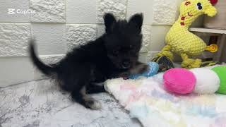 ハーフ犬の動画01