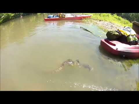 BIG CATFISH VS ANACONDA [Fight to the death]