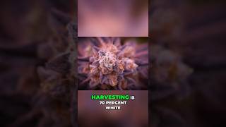 Trichomes Don’t Lie 👀 Harvest Weed at the PERFECT Time