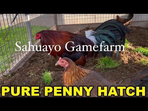 Pure Penny Hatch Sweater - SAHUAYO FARM Beautiful Birds Farm Visit