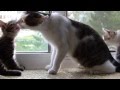 Ласковая мама кошка и котята 