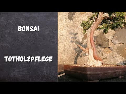 Bonsai deadwood care