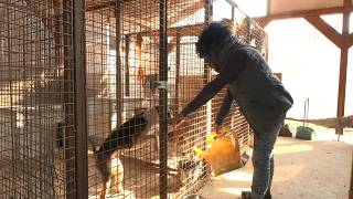 Állatmentők mindennapjai