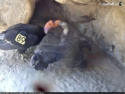 California Condor~Mom is feeding the chick~3:22pm 2018/06/23