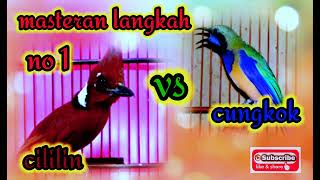 Download lagu masteran cucak cungkok vs cililin durasi 1jam mp3 Download lagu masteran cucak cungkok vs cililin durasi 1jam mp3