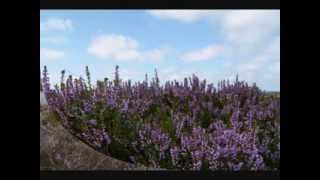 Lyngen er lilla - Lis Sørensen.wmv