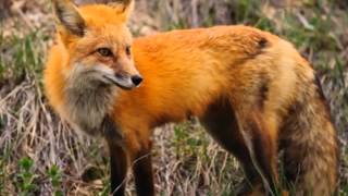 Manfred Mann: Fox on the Run