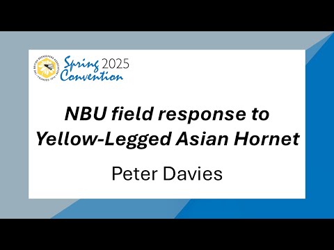Peter Davies   NBU Field Response to Yellow legged Asian Hornet