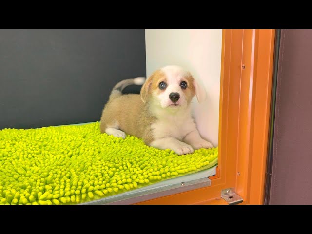 (子犬) 犬種：ウェルシュ・コーギー・ペンブローク 女の子 ブリーダー マロニエケンネル　MARRONNIER KENNEL k4049の画像