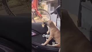Mira lo que descubrieron haciendo a estos perritos 🐶 #viralvideo