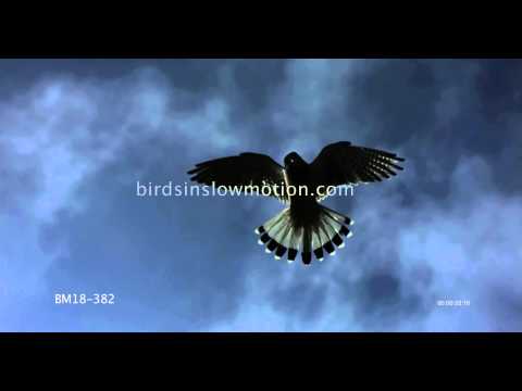 Kestrel Slow Motion Hovering Shot on Phantom HD Gold