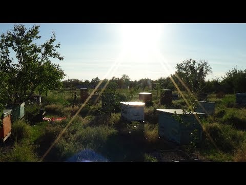 Акация и сироп - лучшие друзья в этом сезоне