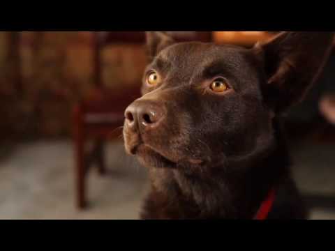 Koko's RED DOG Screen Test