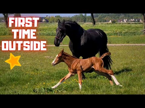 Rising Star and Queen👑Uniek together for the first time in the pasture | Friesian Horses